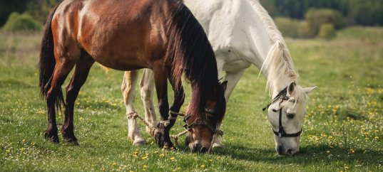 Тест по биологии: Роль животных в природе и жизни человека (5 класс)