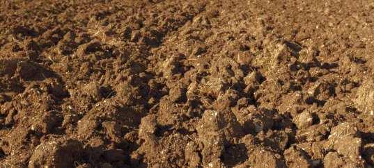 Тест по географии: Что такое почва (5-6 класс)