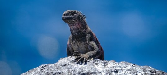 Тест по окружающему миру: Неживая и живая природа (2 класс)