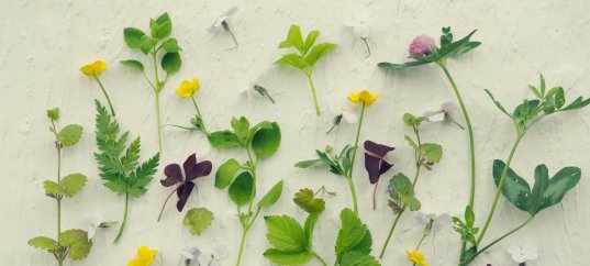 Тест по биологии: Классификация растений (7 класс)