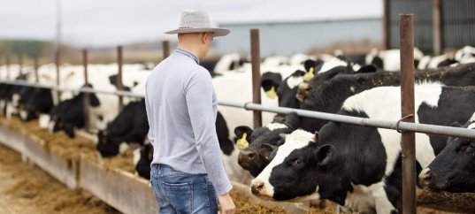 Тест по географии: Животноводство (10 класс)