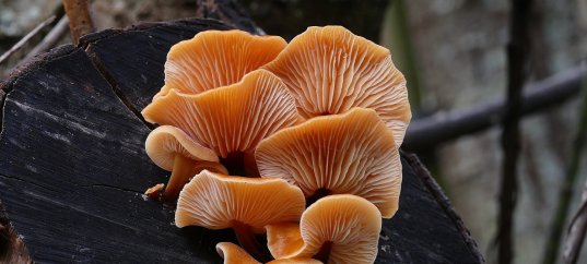 Тест по биологии: Размножение грибов (5-6 класс)