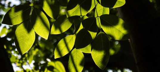 Тест по биологии: Листья и условия освещения (5-6 класс)