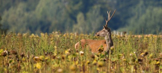 Тест по окружающему миру: Заповедники России (4 класс)