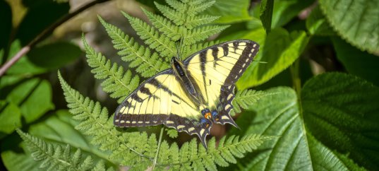 Тест по биологии: Дыхание растений и животных (5-6 класс)