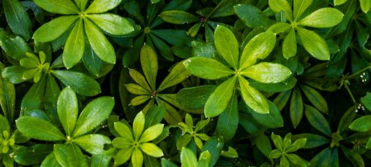 Тест по биологии: Характеристика растений (5 класс)