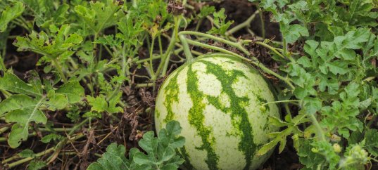 Тест по биологии: Вегетативные органы цветкового растения (6 класс)