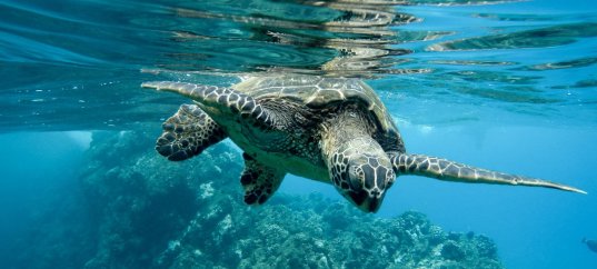 Тест по географии: Жизнь в Океане (7 класс)