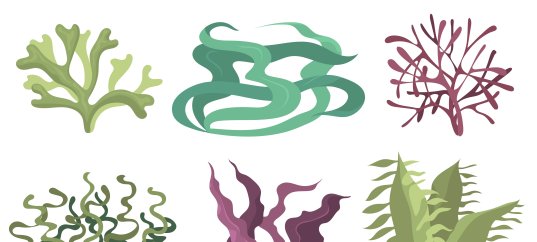 Тест по биологии: Многообразие водорослей (5-6 класс)