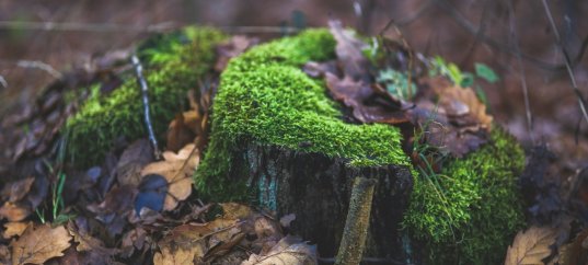 Тест по биологии: Размножение мхов (5-6 класс)