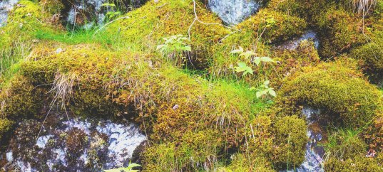 Тест по биологии: Распространение лишайников (5-6 класс)