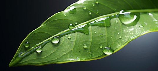 Тест по биологии: Листья и фактор влажности (5-6 класс)