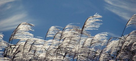 Тест по географии: Какой бывает ветер (5-6 класс)
