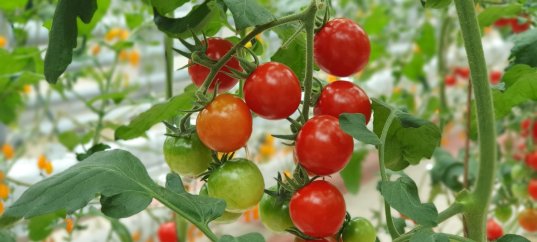 Тест по биологии: Культурные растения (7 класс)