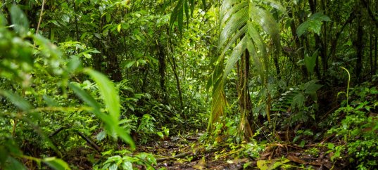 Тест по географии: Почему в тропиках теплее, чем на полюсе (5-6 класс)