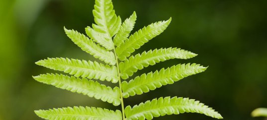 Тест по биологии: Жизненный цикл высших споровых растений (7 класс)