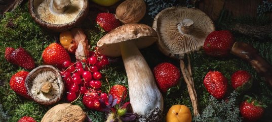 Тест по ОБЖ: Как отыскать питание в лесу (6 класс)