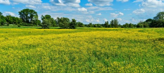 Тест по окружающему миру: Жизнь луга (4 класс)