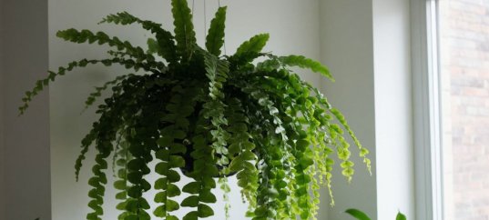 Тест по окружающему миру: Комнатные растения (2 класс)