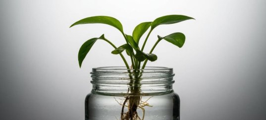 Тест по биологии: Поглощение питательных веществ растениями (6 класс)