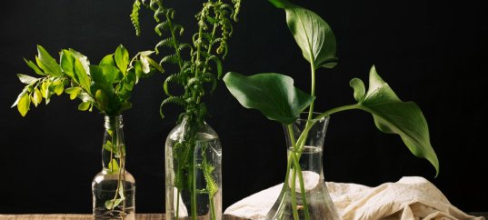 Тест по биологии: Систематика растений (7 класс)