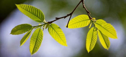 Тест по биологии: Листорасположение (6 класс)