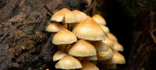 Тест по биологии: Среда обитания грибов (5-6 класс)