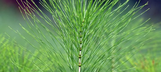 Тест по биологии: Поротниковидные. Плауновидные. Хвощевидные (5-6 класс)