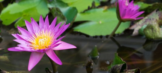 Тест по биологии: Растения водных и избыточно увлажнённых мест обитания (7 класс)