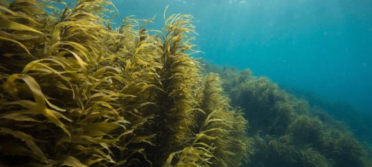 Тест по биологии: Питание и размножение водорослей (7 класс)