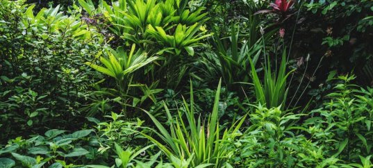 Тест по биологии: Вещества, необходимые для минерального питания растений (6 класс)