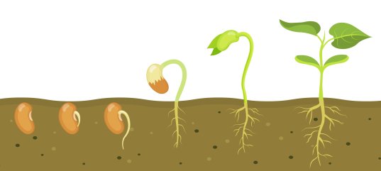 Тест по биологии: Разнообразие и строение семени (5-6 класс)