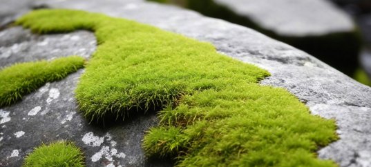 Тест по биологии: Моховидные (5-6 класс)