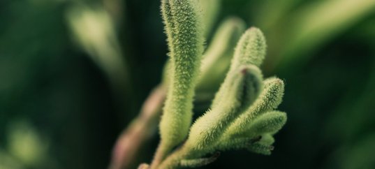 Тест по биологии: Значение растений в природе (6 класс)