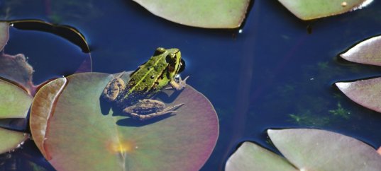 Тест по окружающему миру: Природное сообщество пресных вод (4 класс)