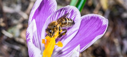 Тест по биологии: Оплодотворение у цветковых растений (5-6 класс)