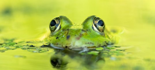 Тест по биологии: Земноводные (8 класс)