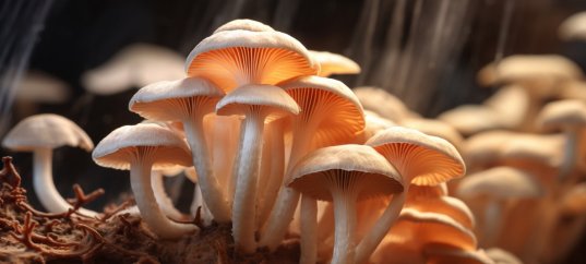 Тест по биологии: Питание грибов (5-6 класс)