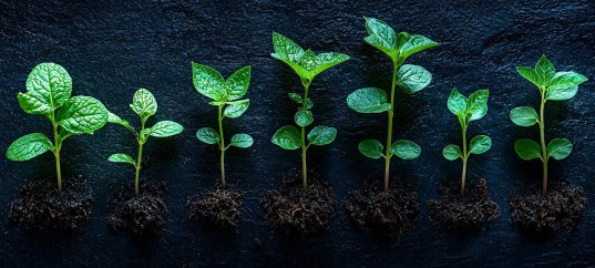 Тест по биологии: Рост и развитие растений (6 класс)