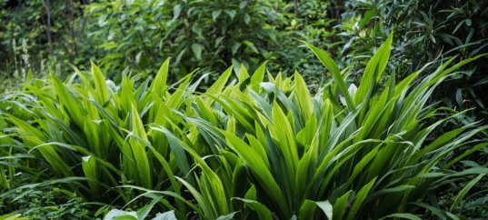 Тест по биологии: Управление минеральным питанием растений (6 класс)