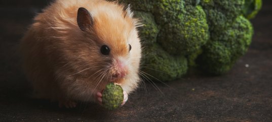 Тест по окружающему миру: Кто что ест (3 класс)