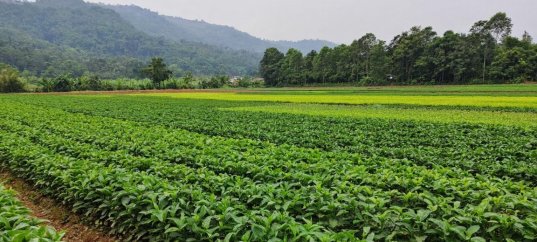Тест по географии: Сельское хозяйство, растениеводство (9 класс)