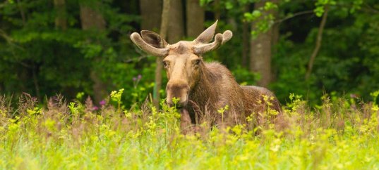 Тест по окружающему миру: Разнообразие природы (3 класс)