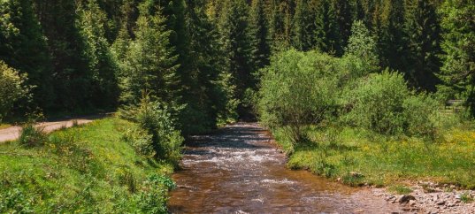 Тест по окружающему миру: Смешанные и широколиственные леса (4 класс)