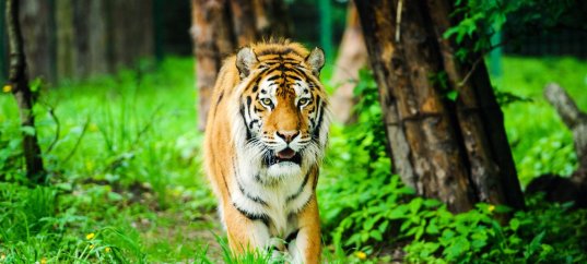 Тест по географии: Растительный и животный мир (8 класс)