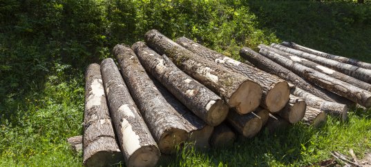 Тест по географии: Лесные ресурсы (10 класс)