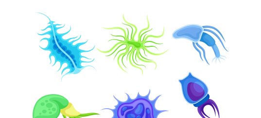 Тест по биологии: Корненожки (7 класс)