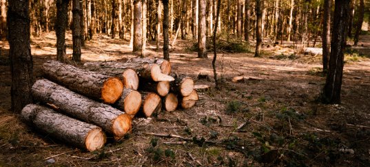 Тест по географии: Лесопользование (10 класс)