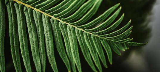 Тест по биологии: Высшие споровые растения (5-6 класс)