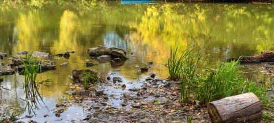 Тест по биологии: Водная среда (8 класс)